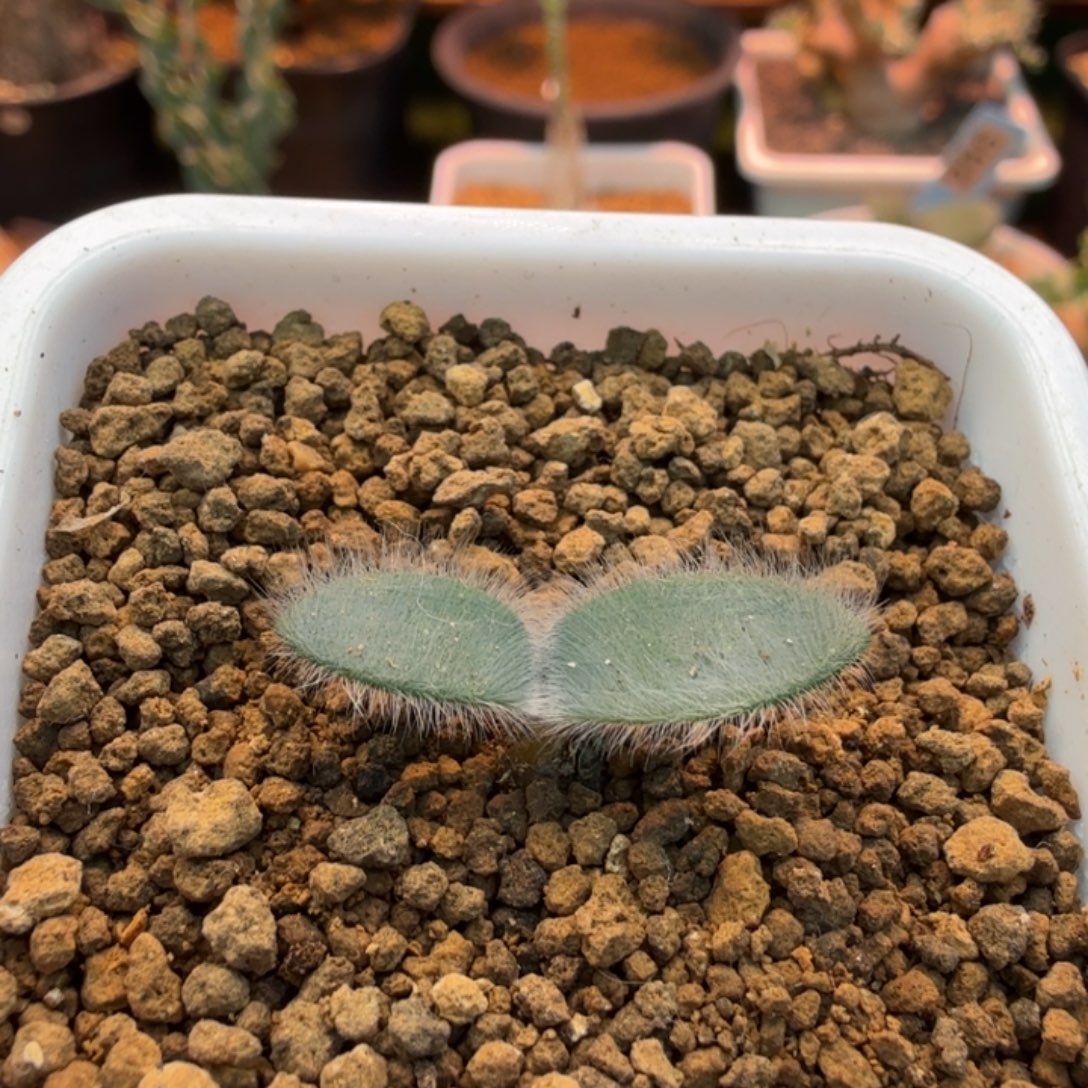 毛叶石蒜471 仙人球