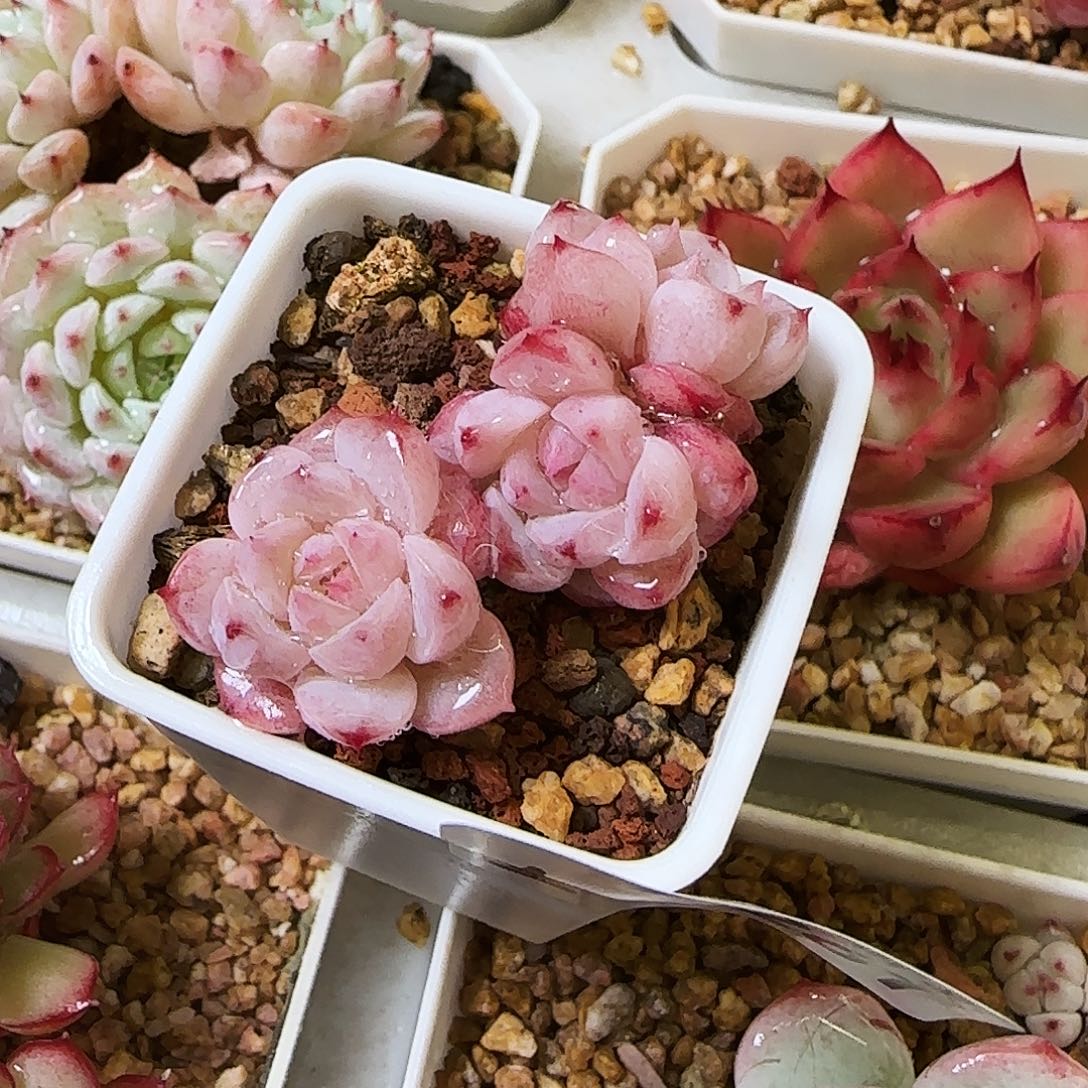 糖天，261，，仙农出品，仙农出品