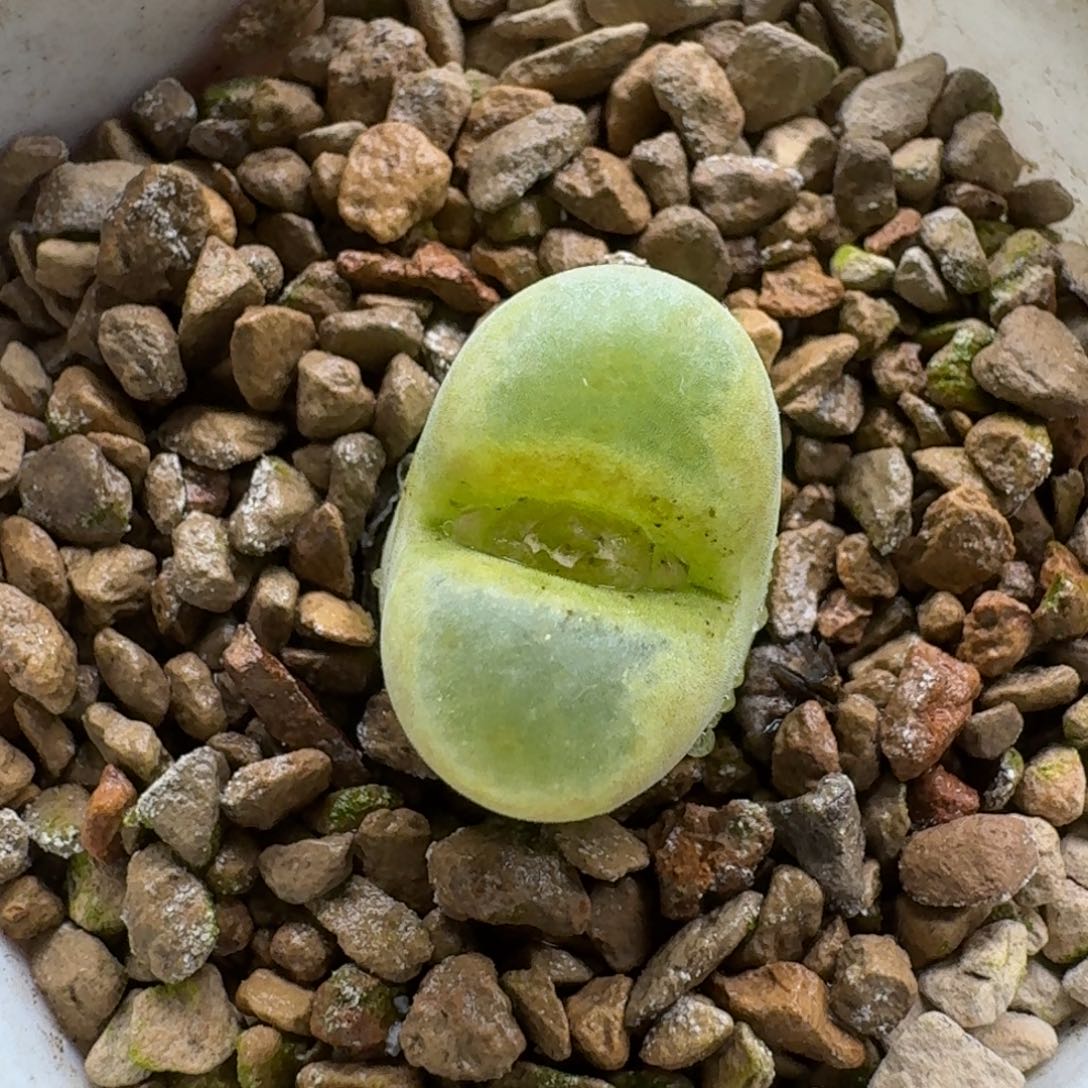 煮***茶1230-026绿焰arm肉锥肉锥