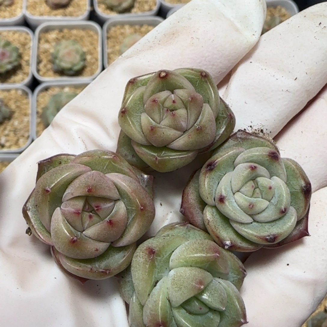 103 号王者系列多肉一盒