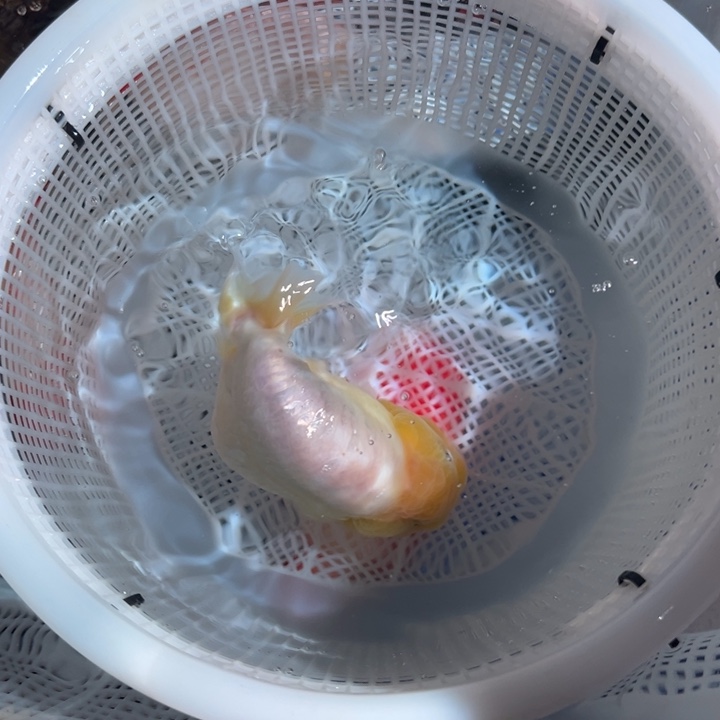 是****海水鱼潘氏金鱼兰寿金鱼