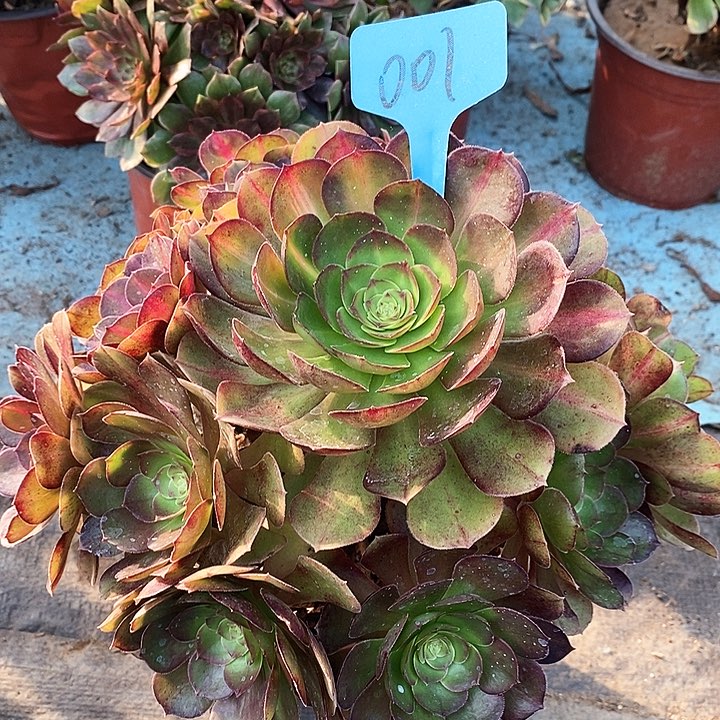 001 一颗青城中班法师多肉