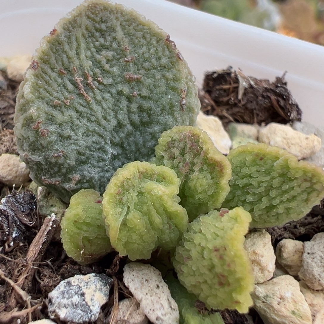 血斑拉丝纹实生新品大苗