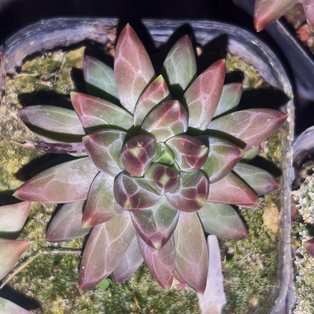 桔云多肉美人精品系列