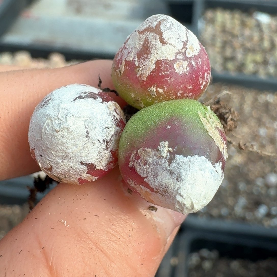 ?453三颗好看0000000000000