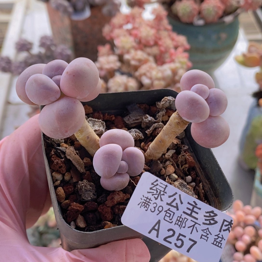 橙奶257多肉植物