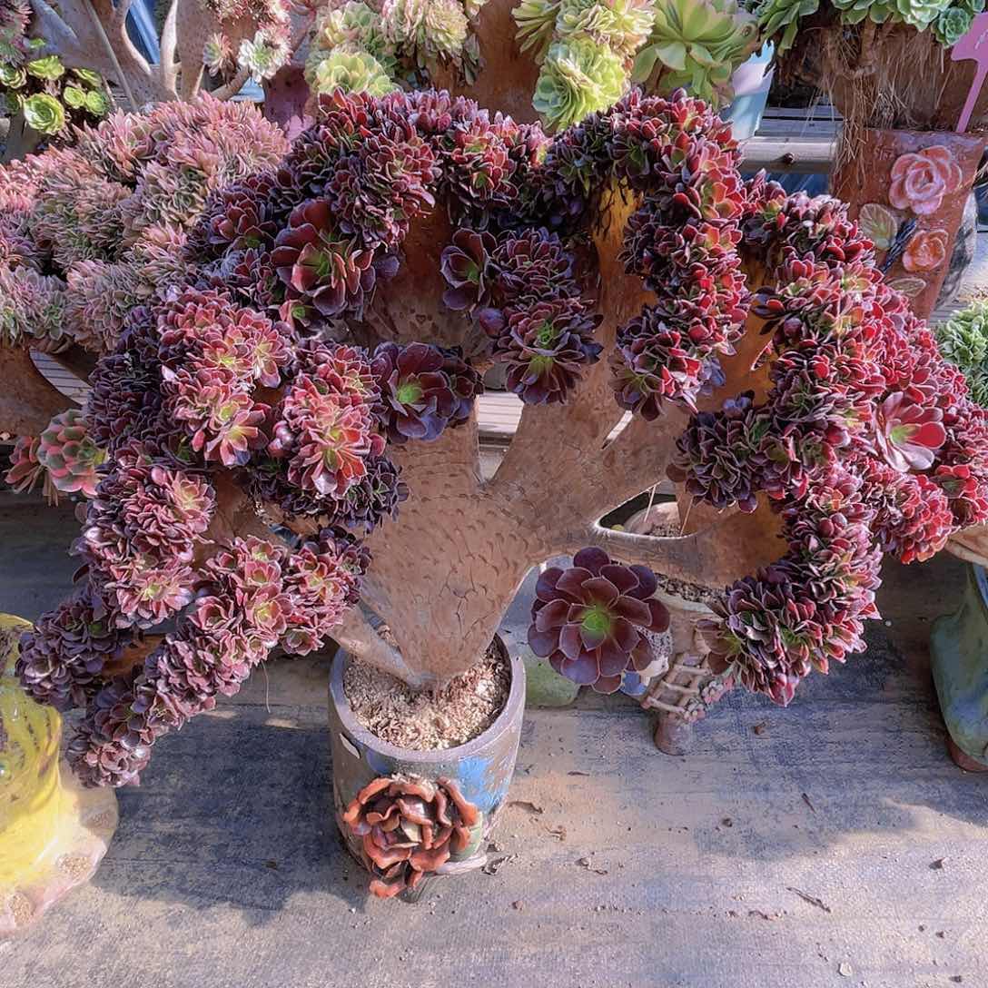 【闪购商品】无花朵梅花