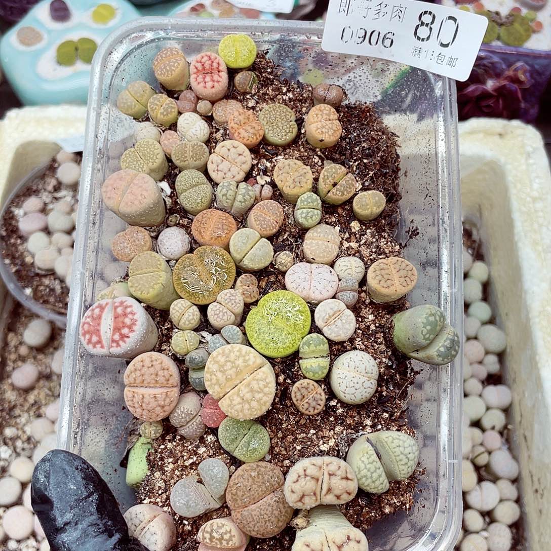生石花18包邮0906-80