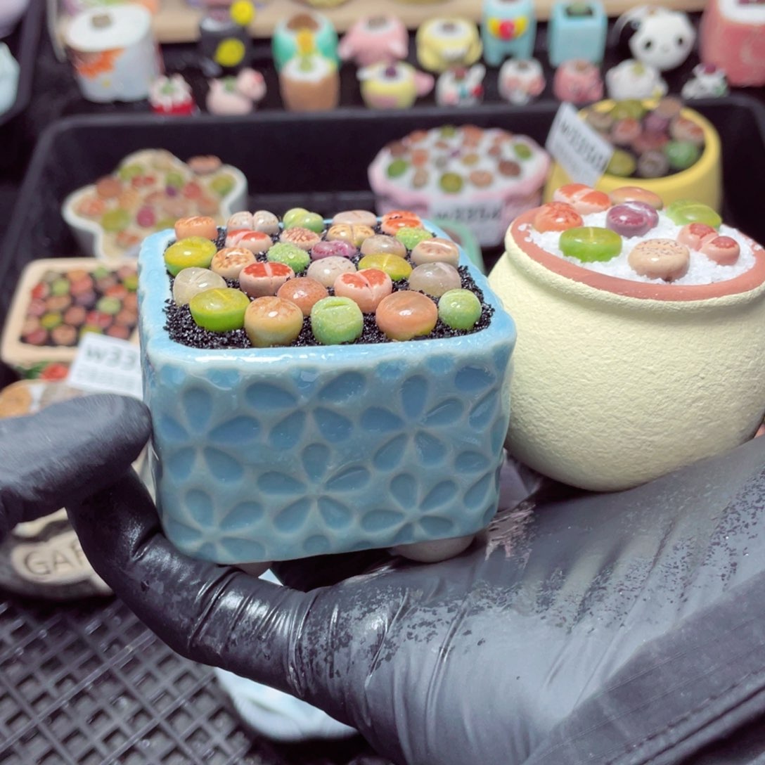 w3358--带盆土发货，零下地区拍保温箱