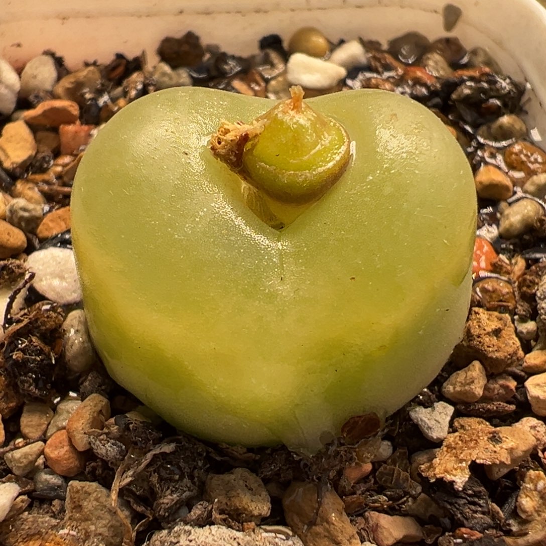 652多肉植物种类多样
