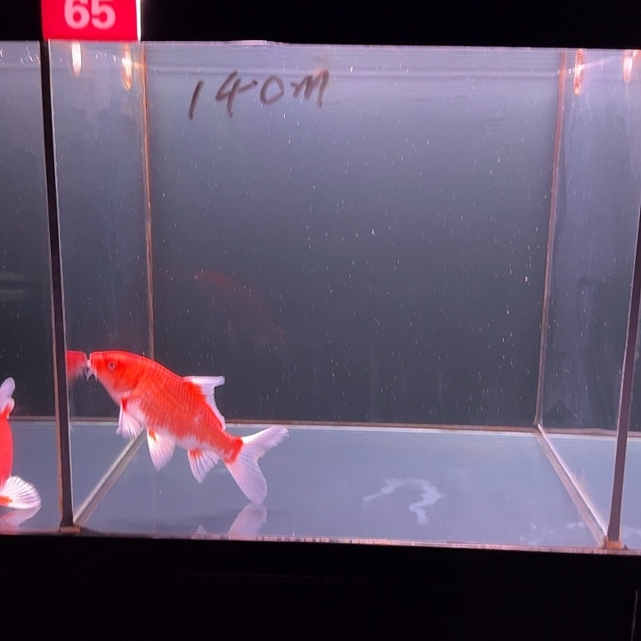 蝴蝶鲤鱼65号花红蝴蝶鲤