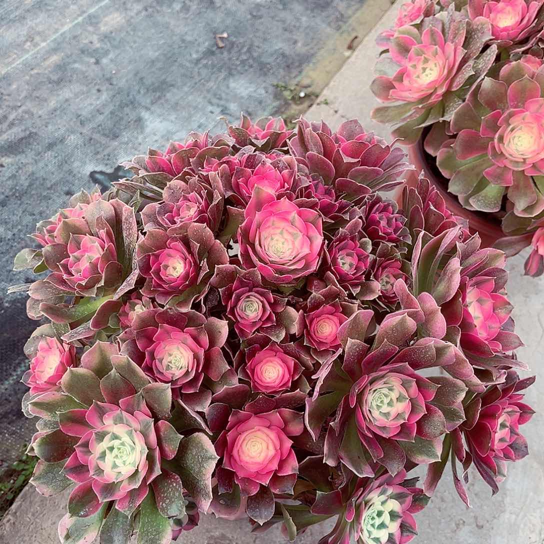 法师多肉漂亮漂亮