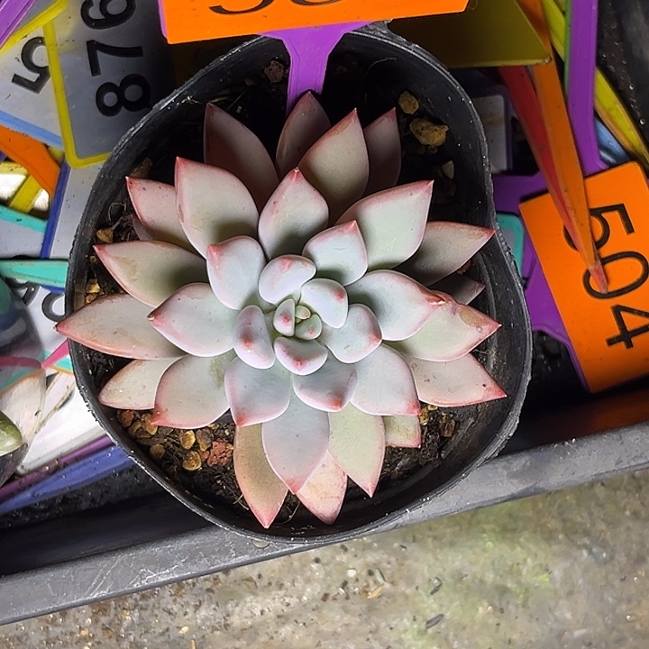 多肉植物贵妇人558