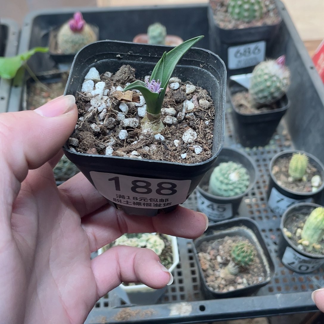 188白剑立金花（满18包邮）