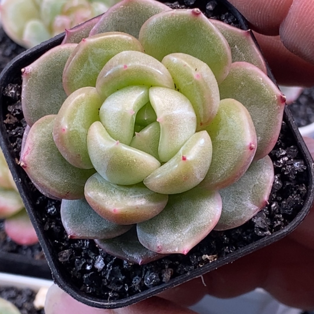 天官赐福百无禁忌