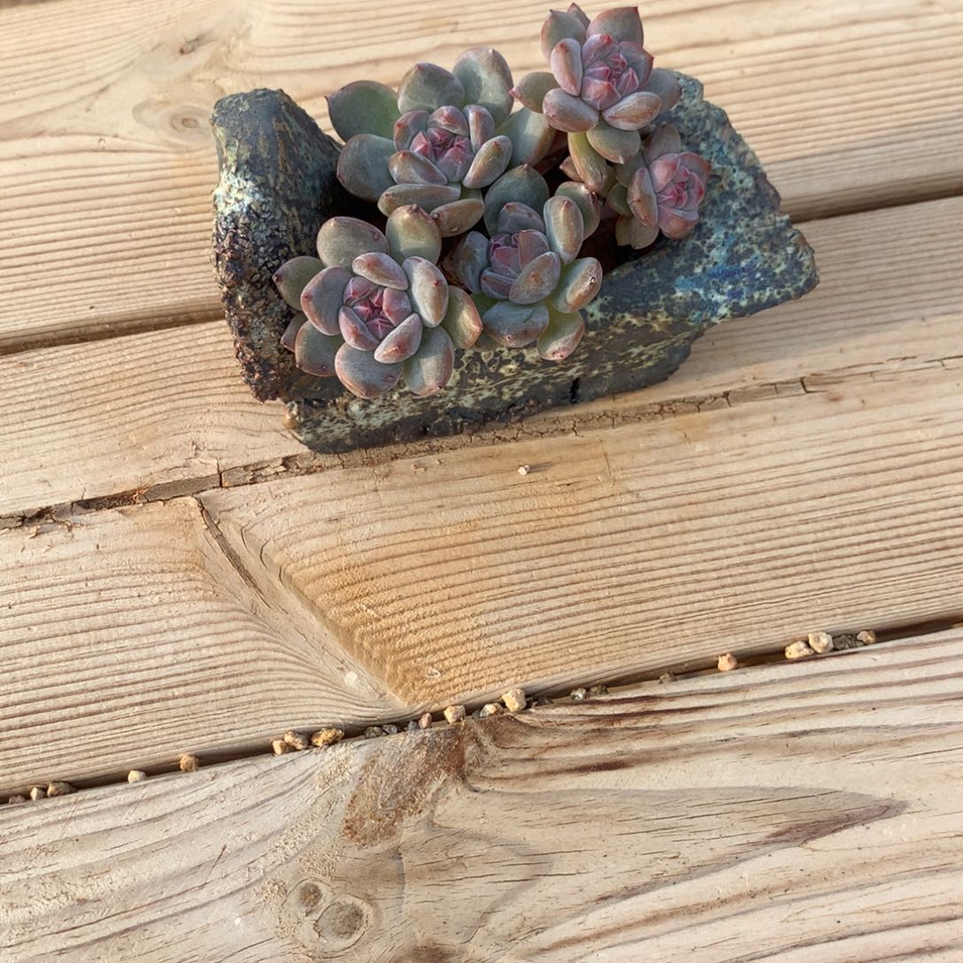 .***斗小斗斗突尼斯星影加盆