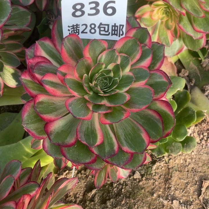 眉*836三号棚嫁接的黑膜锦