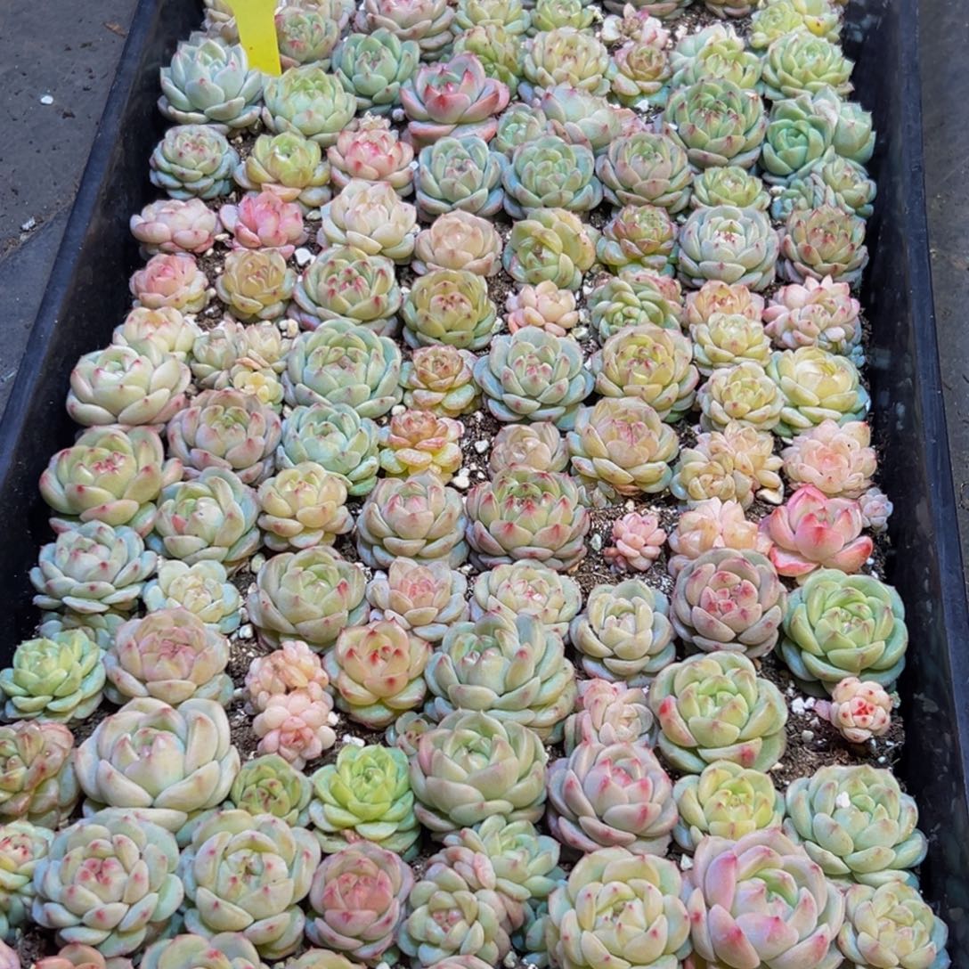 朋***下430多肉葡萄的价格是多少呢