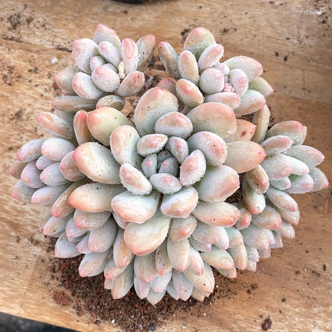 多肉植物多肉植物