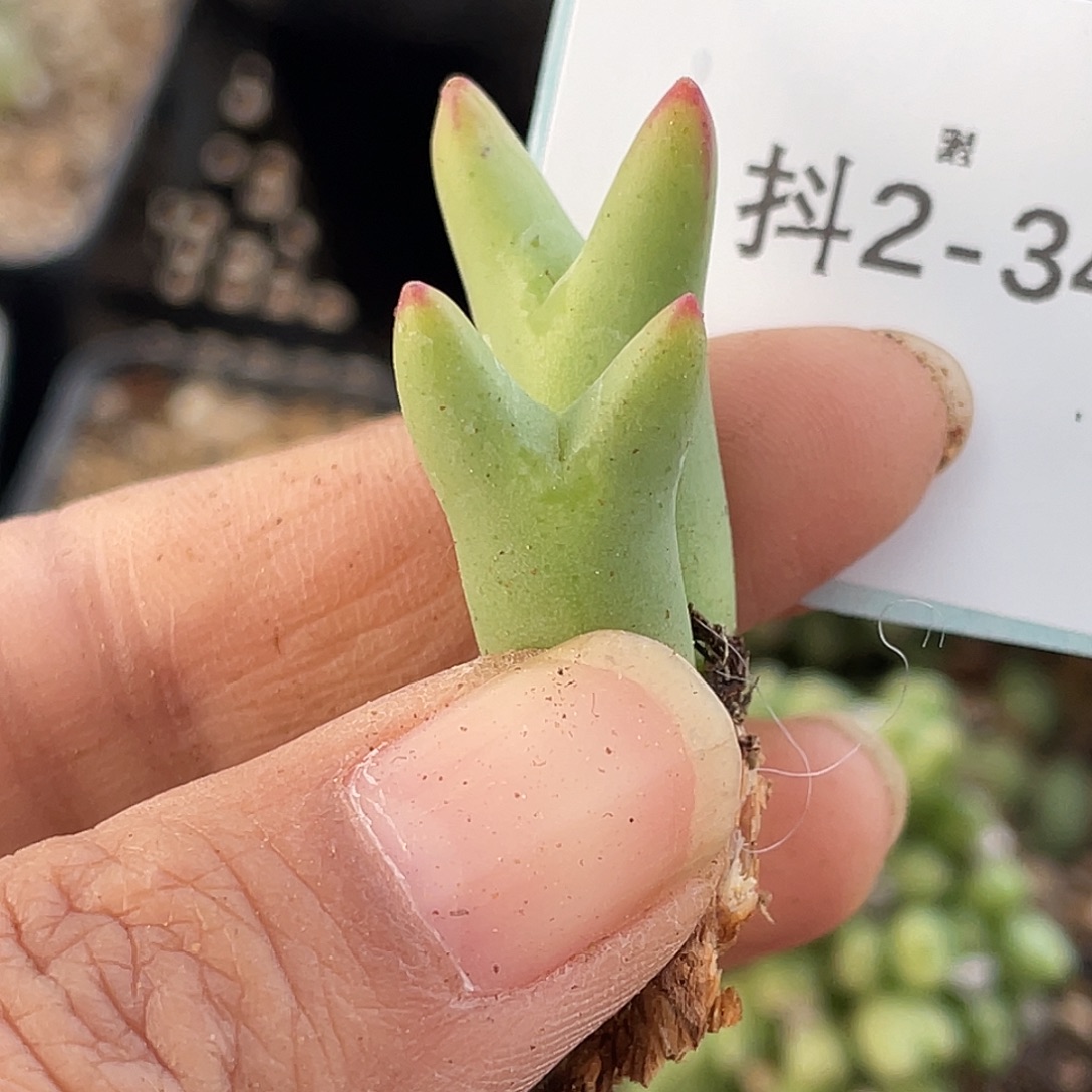 阿****2-34肉锥多肉植物