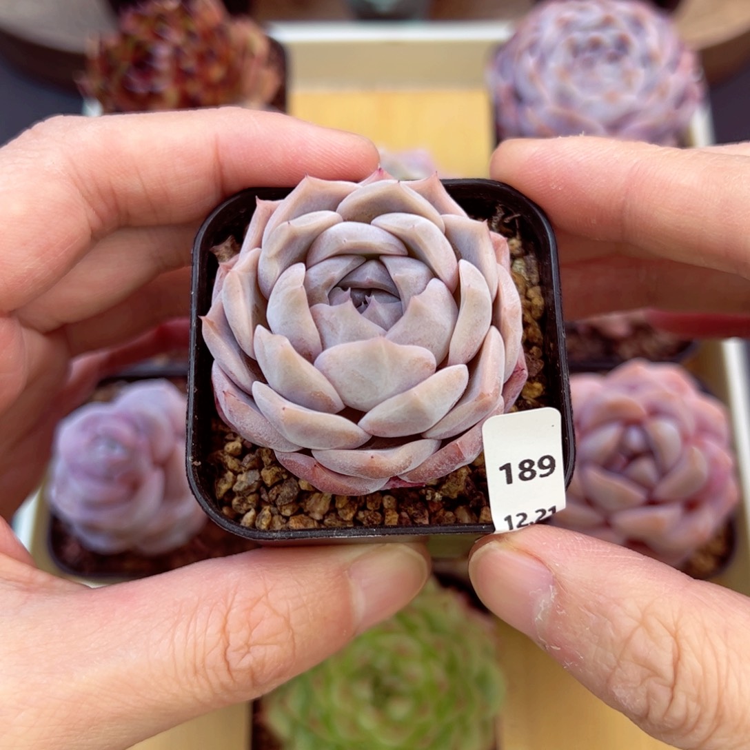 好好看189、哈哈哈哈