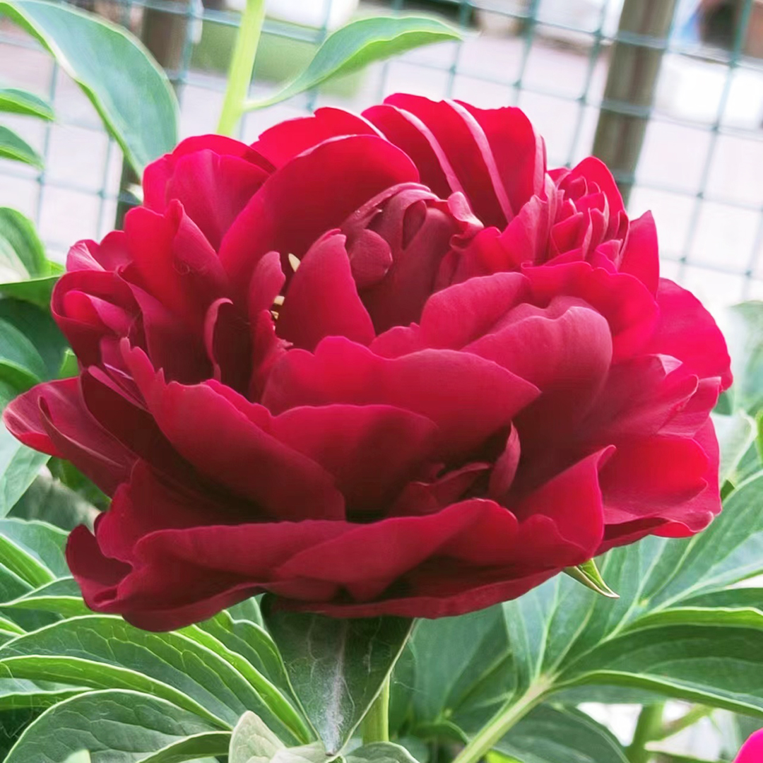 【芍药-老忠诚】裸根洛阳观赏芍药 大花赏花基地发货种植
