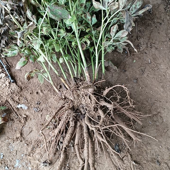 当前无花栽培后可以开花天使脸颊