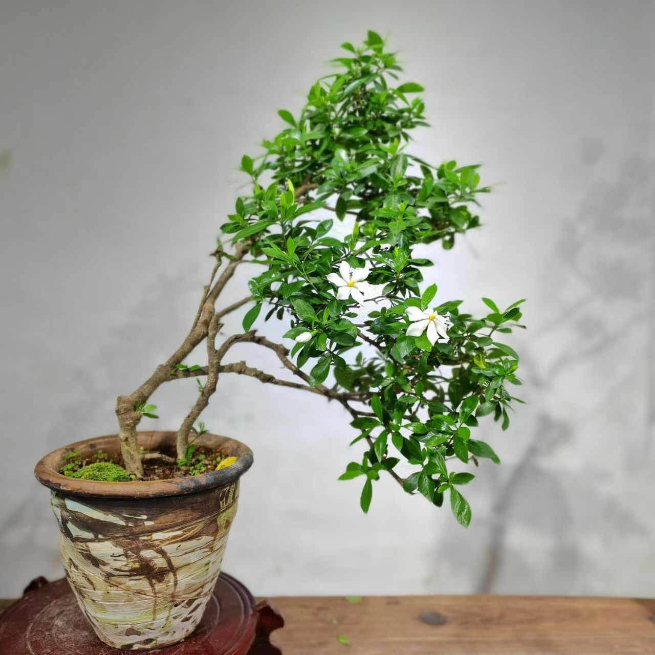 野生栀子花盆景老桩好养开花香阳台庭院室内盆栽绿植