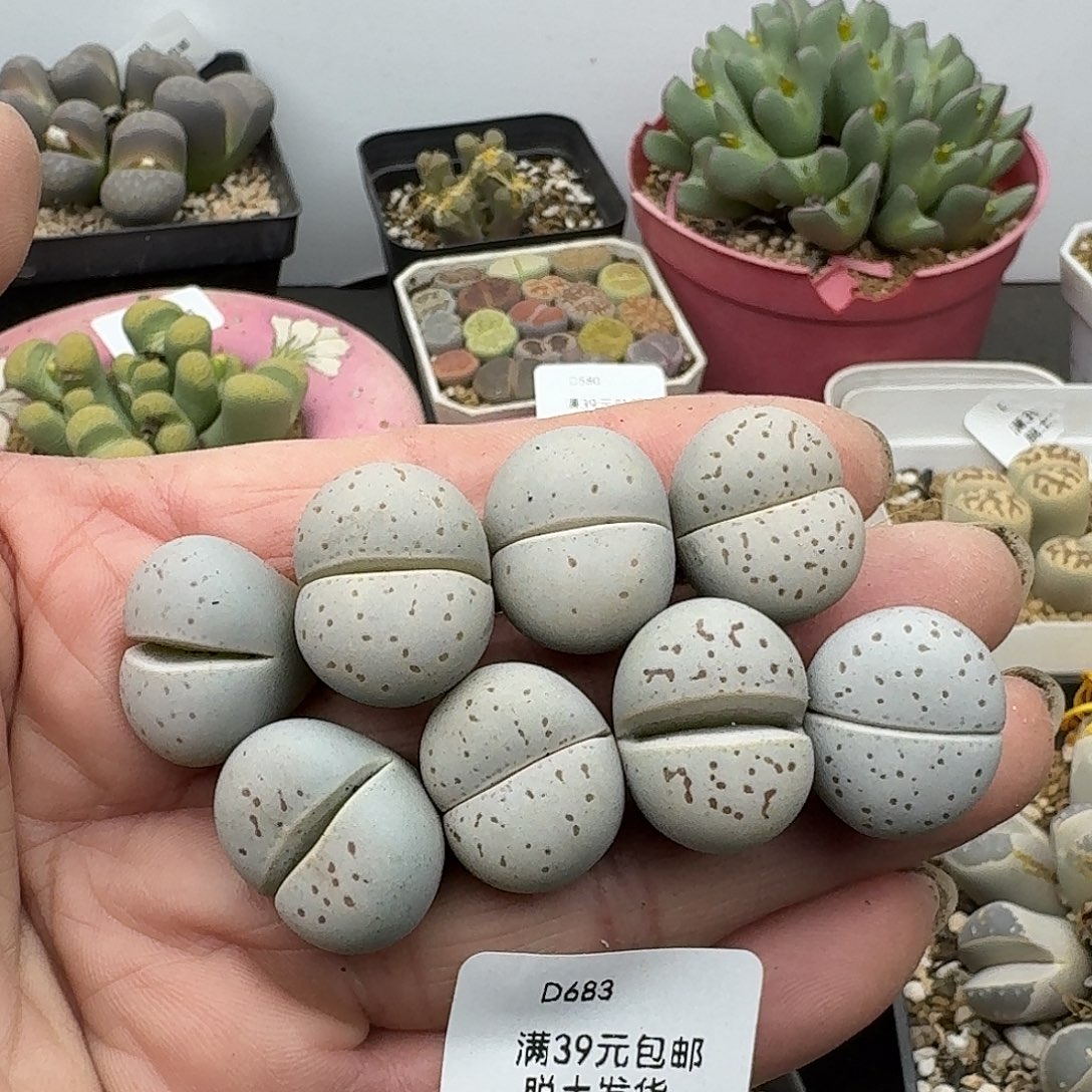 683多肉hhhhhh哈哈哈哈哈