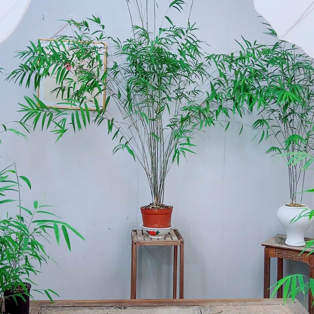 不开花植物内门竹