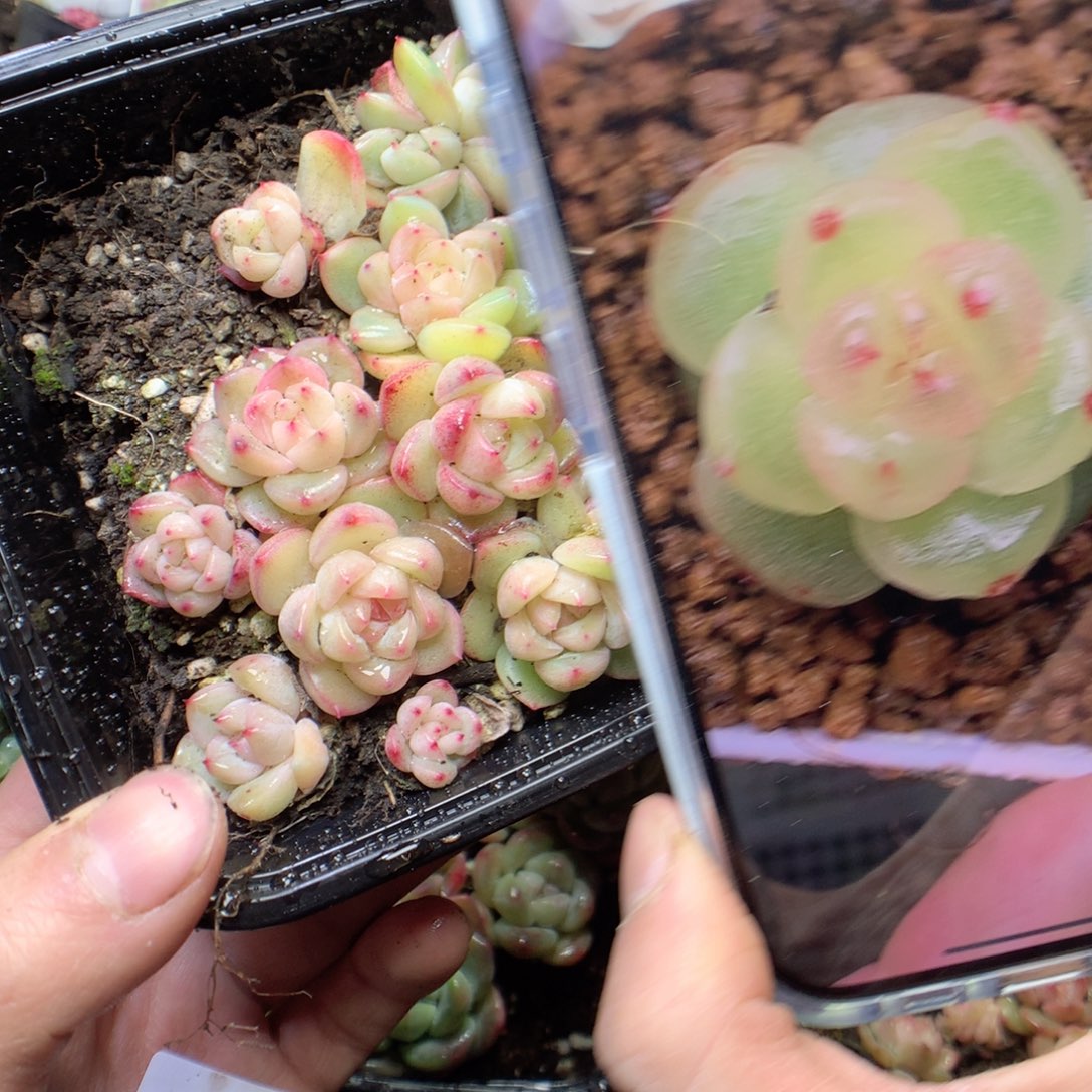 无花朵lucy。9颗量拍yyyy