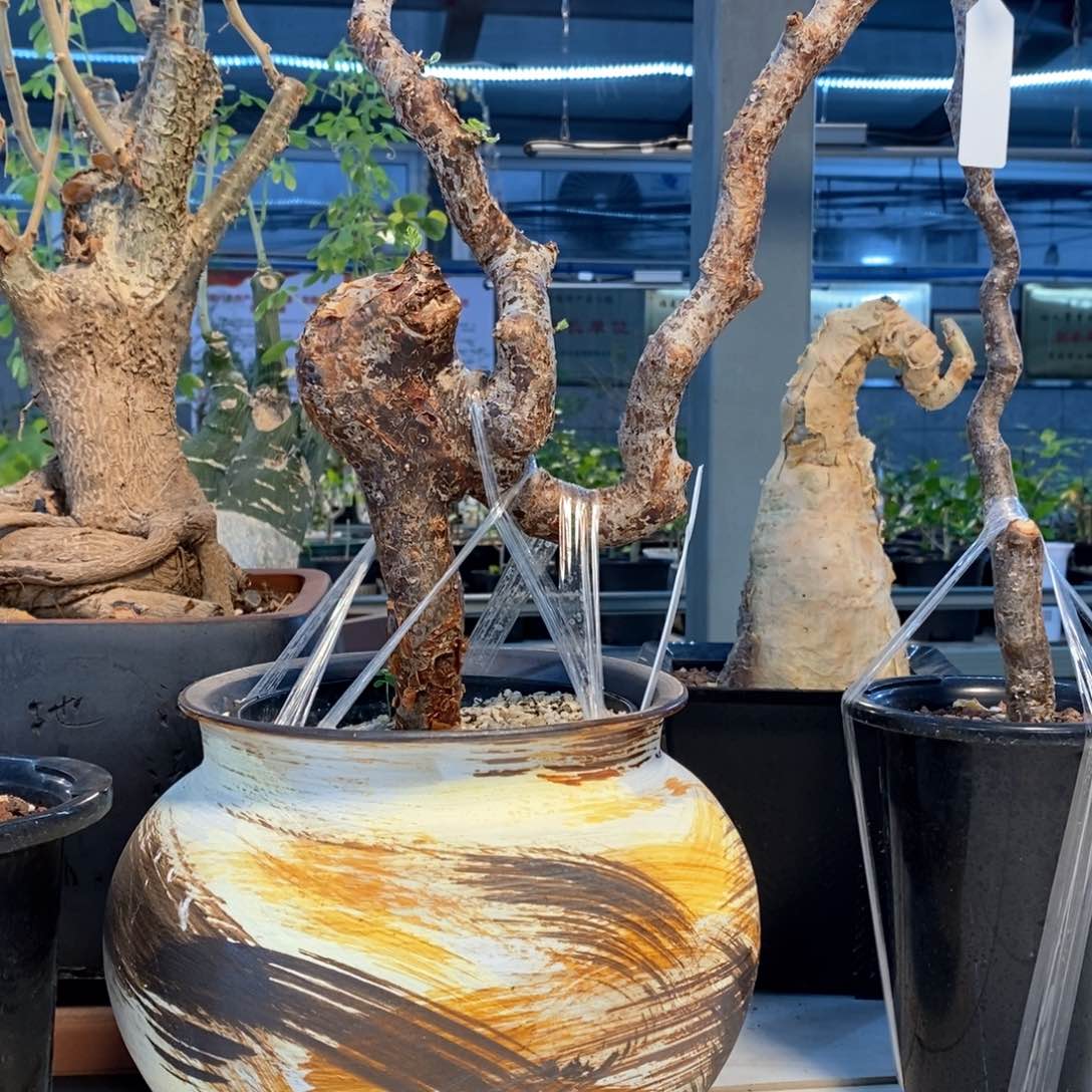 滔天橄榄产地熟桩