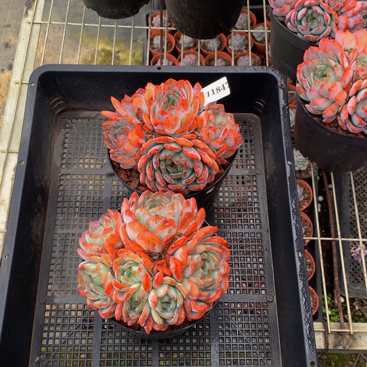 是***吖11847两个全明星嗯嗯嗯嗯好