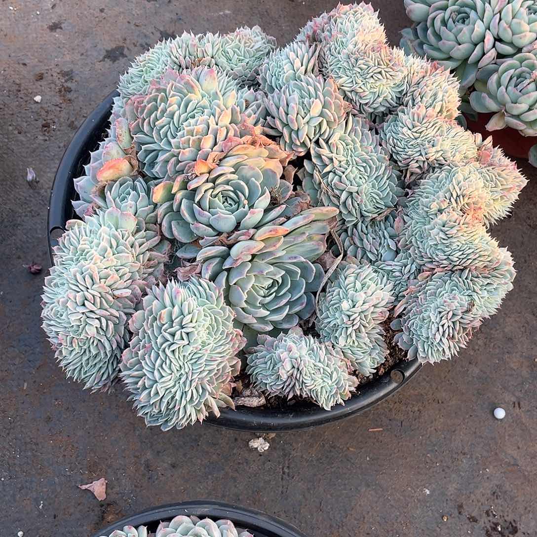 1451香妃月影 一物一拍多肉