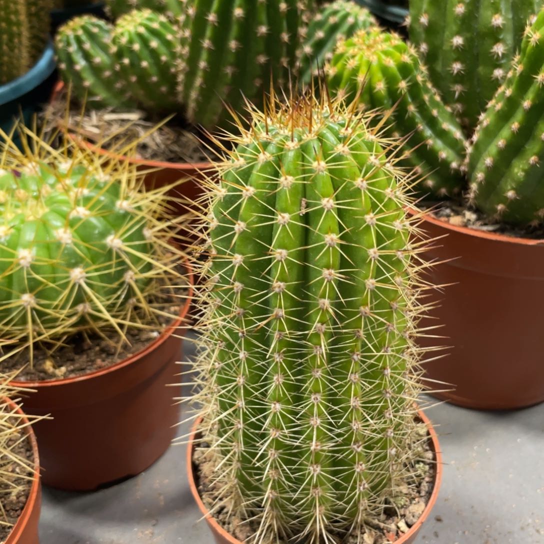 自根法一毛花住一杯