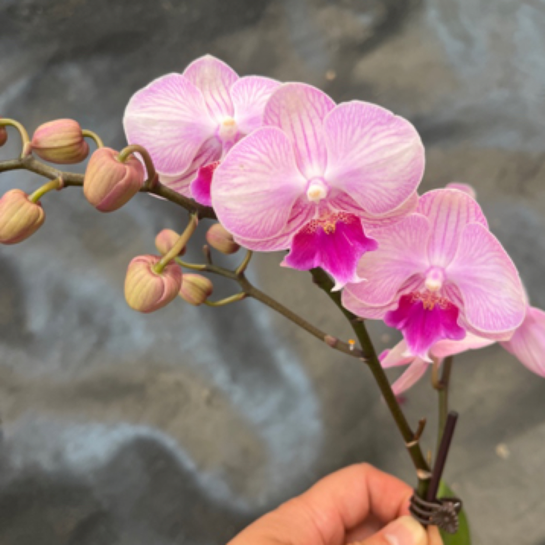 鲜花《幽梦》蝴蝶兰云南源头基地直发