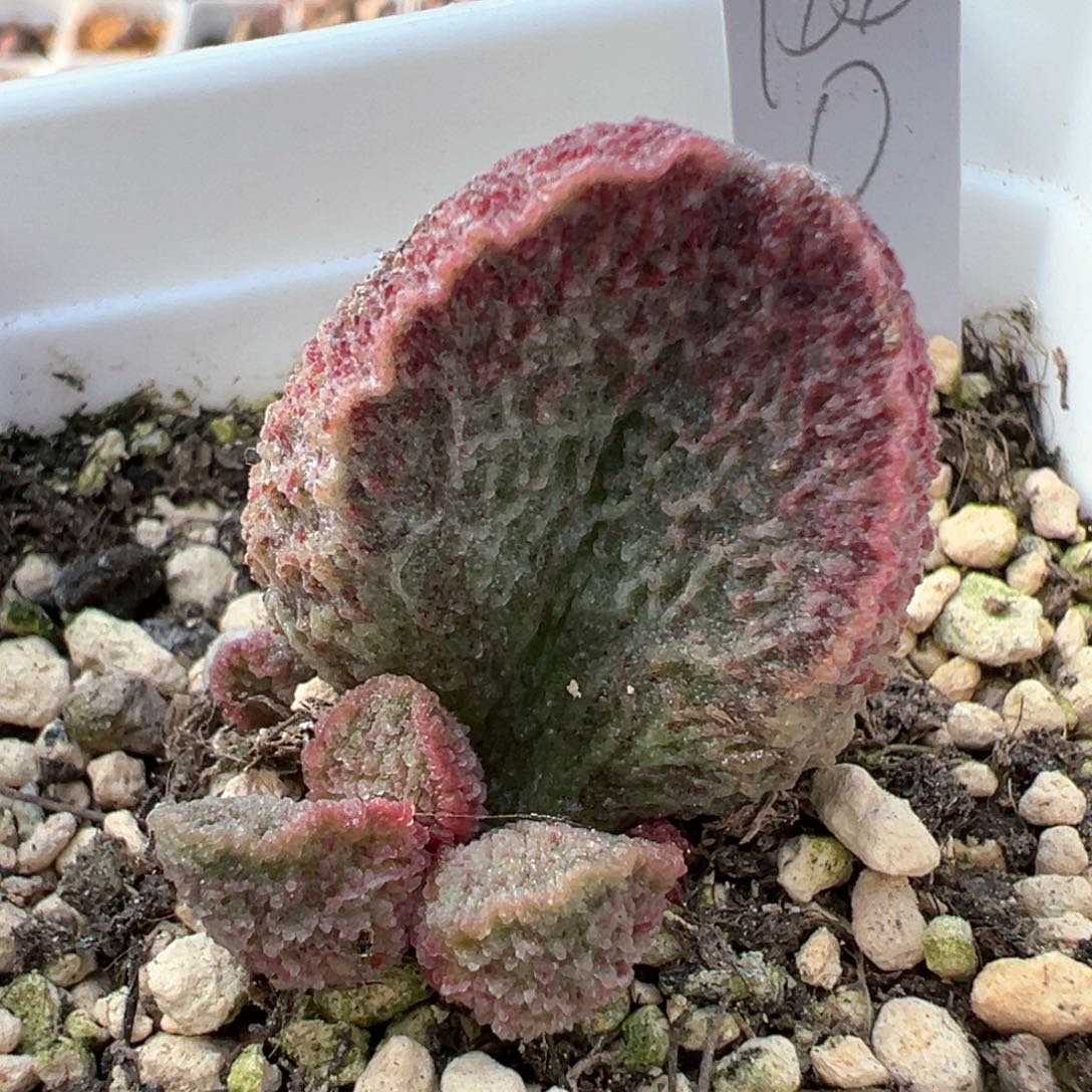 实生新品多肉植物水泡