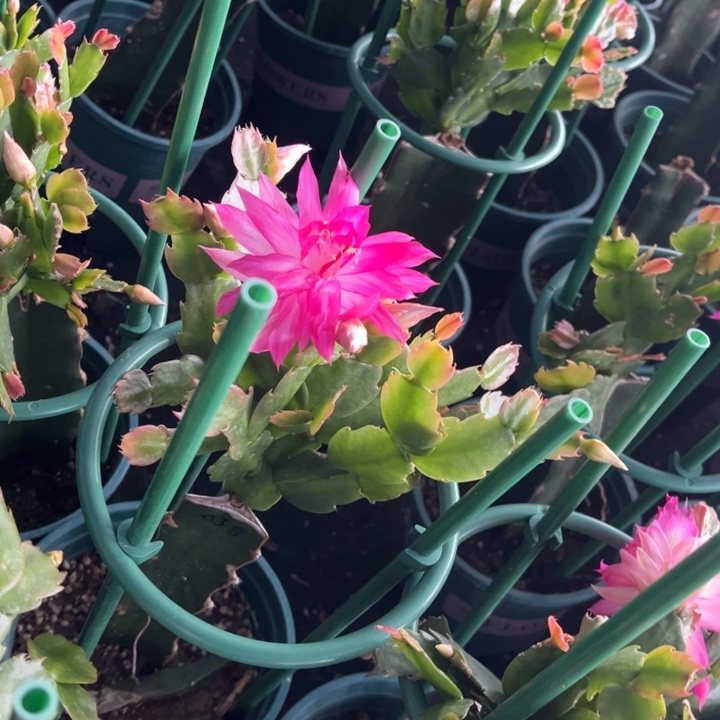 行***至24号038粉色0000009花