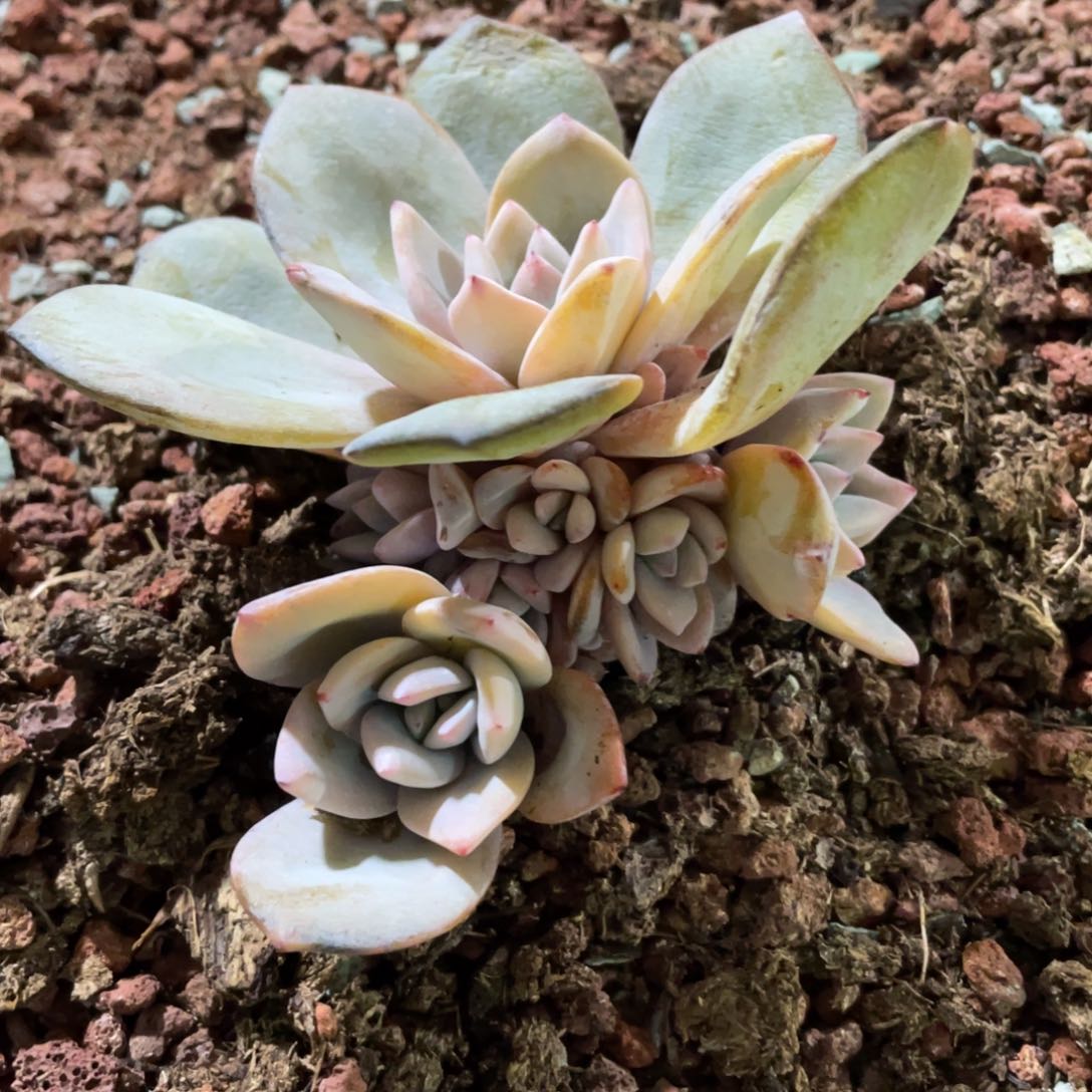 韩版奶茶13头无砍128