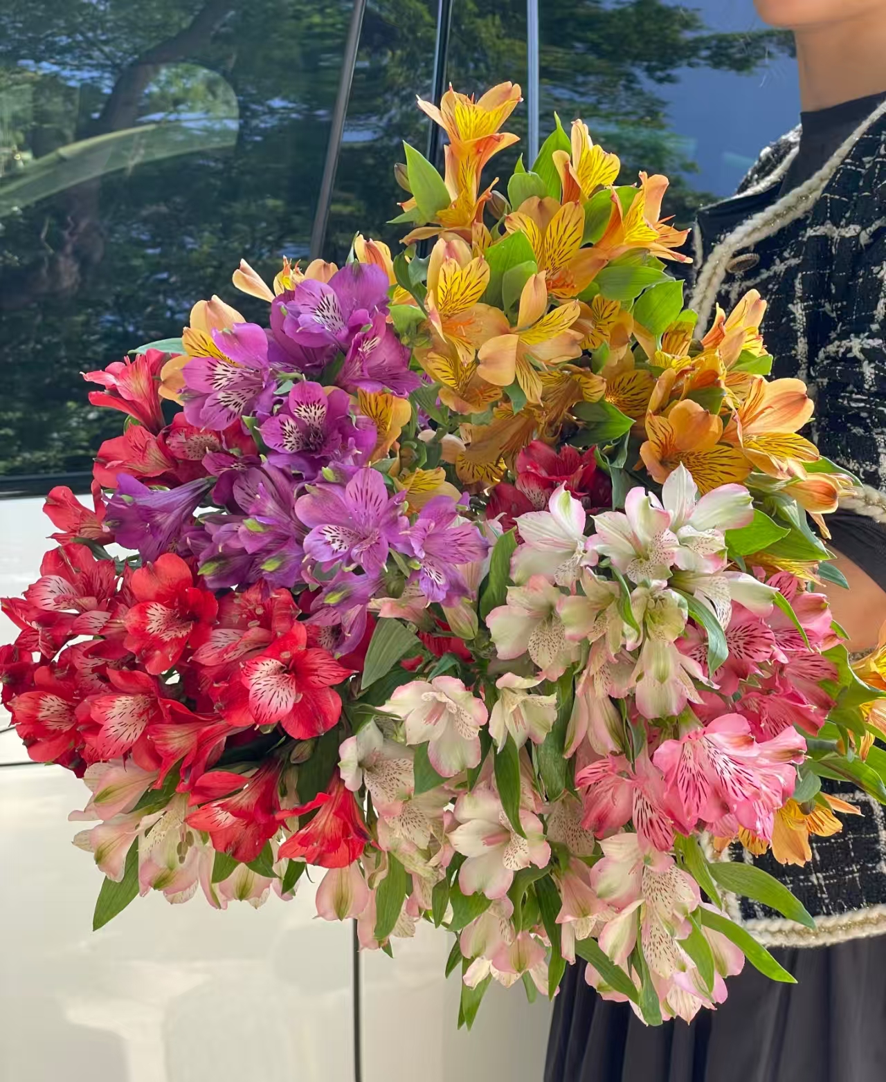 【pp水仙百合5支】鲜花 云南鲜花基地直发