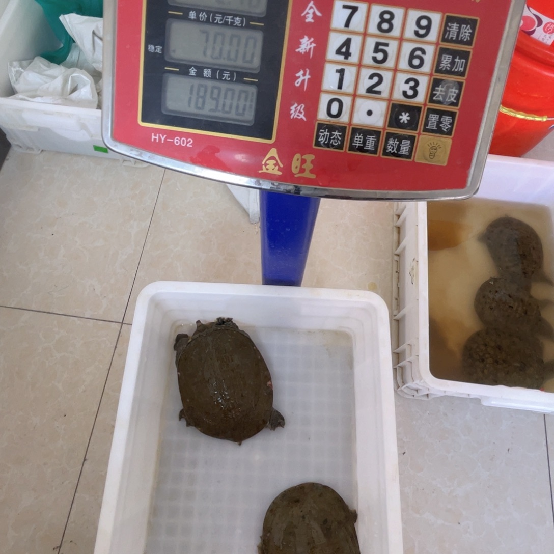 中国大陆鲜活甲鱼顺丰包邮