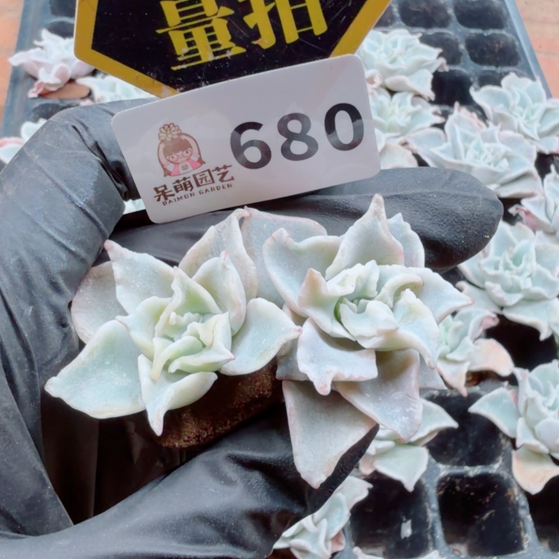 多肉植物多肉植物