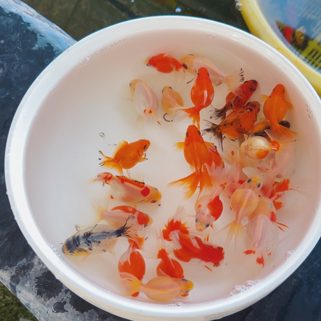 甜***少海水鱼111111111111111