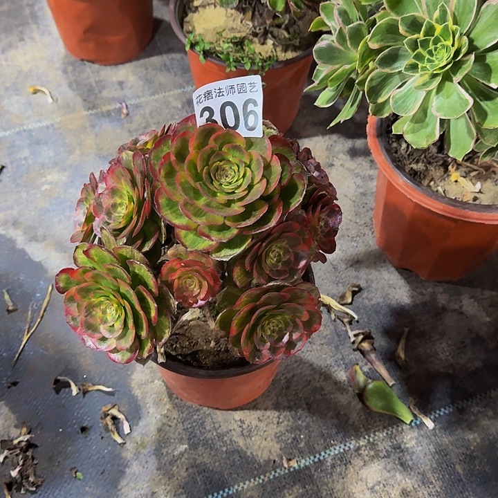 00000000000000000000306火狐