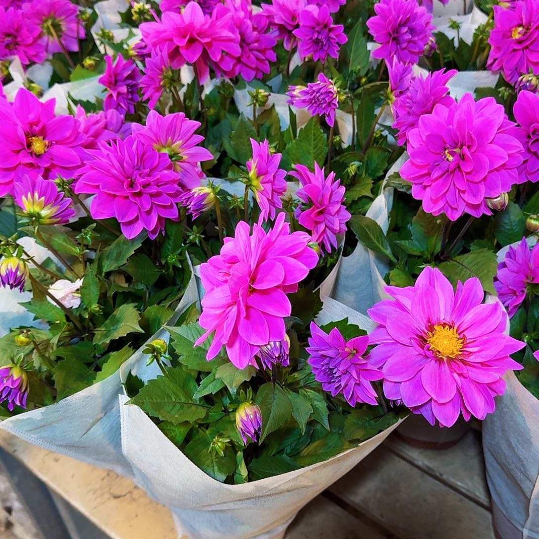 完全开放紫乐小丽花