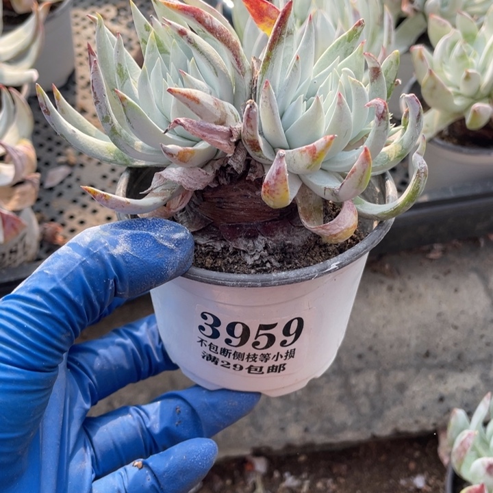 959号雪山杂多肉植物