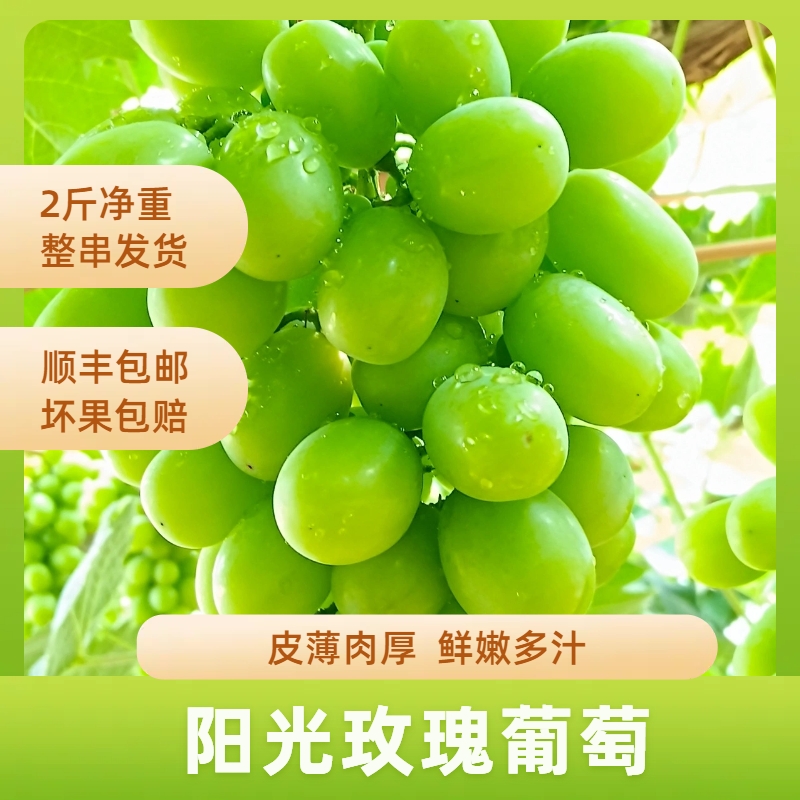 【尝鲜装】白滩寺阳光玫瑰应季新鲜精品水果果园直邮