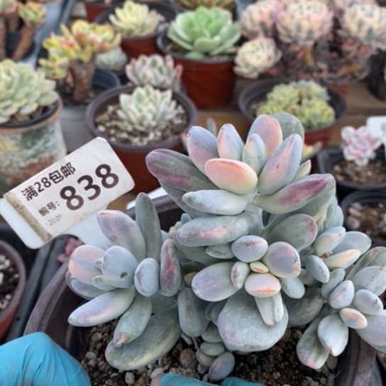 838一一一一一一一一一