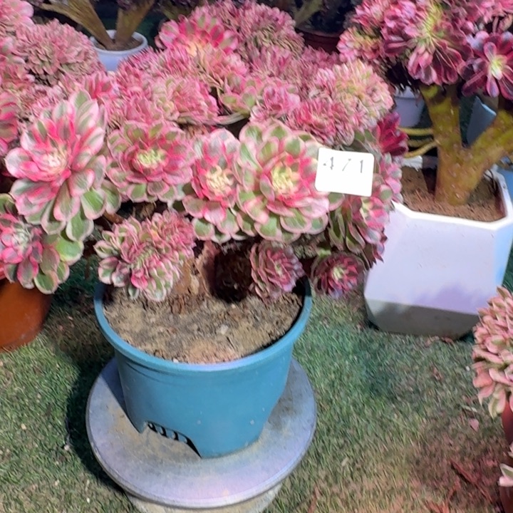 有伤不包损荔枝法师471