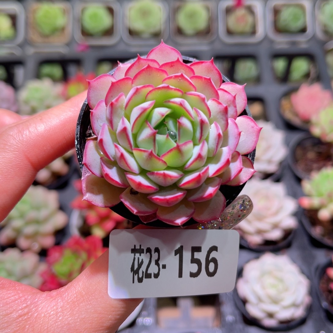 花利美23-156桃花雨
